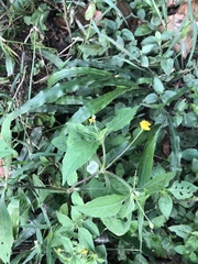 Melampodium microcephalum