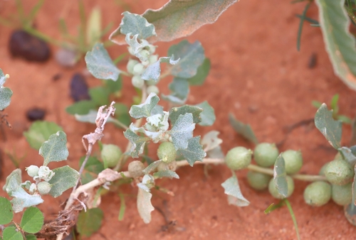 Atriplex holocarpa