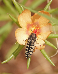 Acmaeodera solitaria