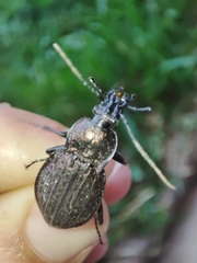 Carabus rugosus celtibericus