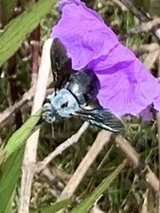 Xylocopa abbotti