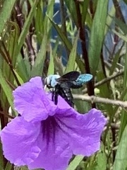 Xylocopa abbotti
