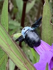 Xylocopa abbotti