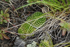 Orostachys spinosa