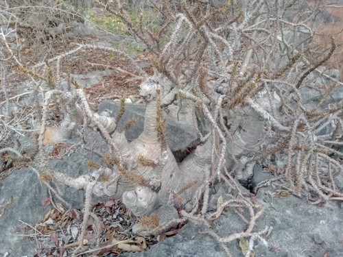 Pachypodium ambongense image