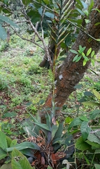 Pseudalcantarea viridiflora