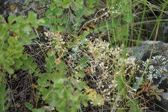 Odontarrhena obovata