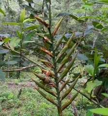 Pseudalcantarea viridiflora