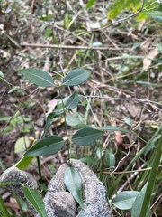 Secamone elliptica
