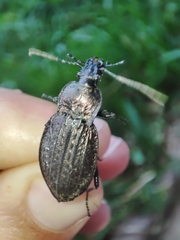Carabus rugosus celtibericus