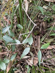 Secamone elliptica