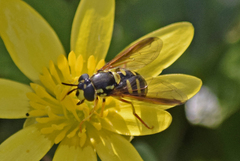 Chrysotoxum intermedium