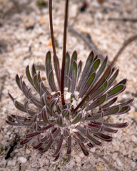 Stylidium hispidum