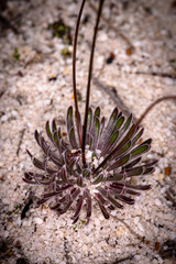 Stylidium hispidum