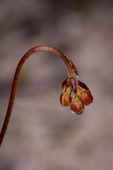 Stylidium hispidum