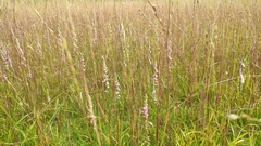 Spiranthes sinensis