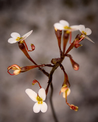 Stylidium hispidum