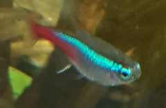 Paracheirodon innesi