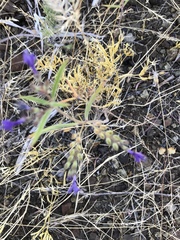 Trichostema