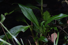 Goodyera procera