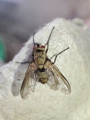 Dexia rustica