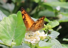 Vagrans sinha