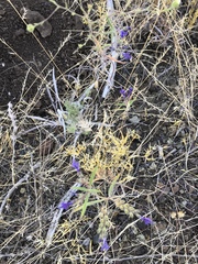 Trichostema