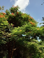 Delonix regia