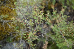 Spiraea hypericifolia