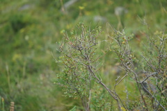 Spiraea hypericifolia