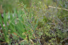 Spiraea hypericifolia