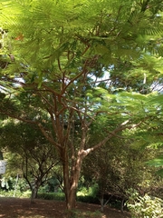 Delonix regia