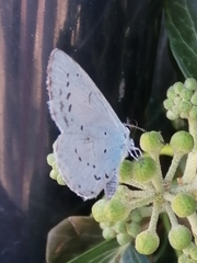 Celastrina argiolus