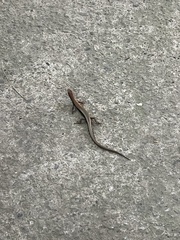 Scincella formosensis