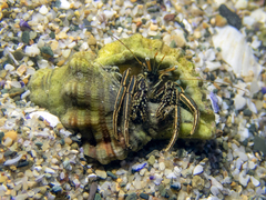 Clibanarius taeniatus