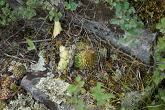 Orostachys spinosa