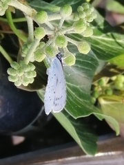 Celastrina argiolus