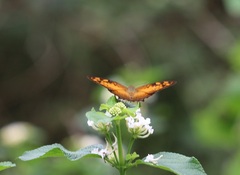 Vagrans sinha