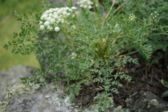 Kitagawia baicalensis