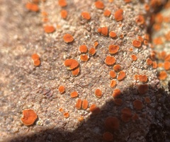 Xanthocarpia crenulatella