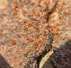 Xanthocarpia crenulatella