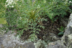 Kitagawia baicalensis