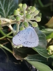 Celastrina argiolus