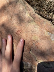 Xanthocarpia crenulatella