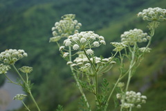 Kitagawia baicalensis