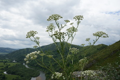 Kitagawia baicalensis