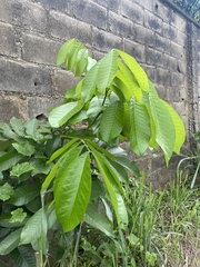 Blighia sapida