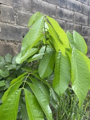 Blighia sapida