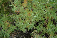 Artemisia gmelinii