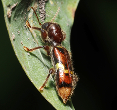 Priocera